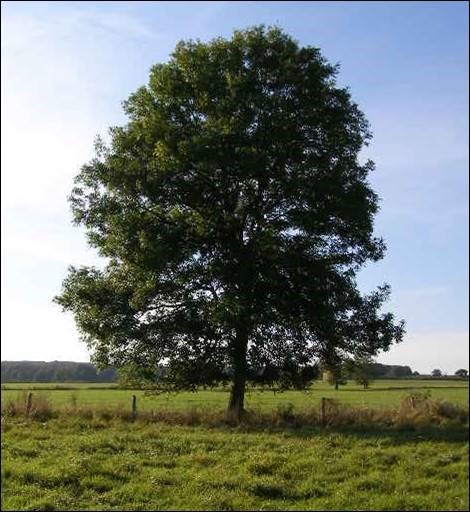 Common ash tree